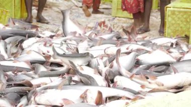 Discover the Freshness - A Journey into the World of Commercial Fishing in India