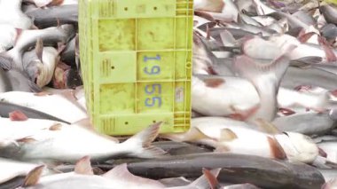 Bountiful Catch - The Ultimate Guide to Fresh Commercial Fishing in India