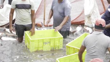 Harvesting the Catch - A Day in the Life of a Commercial Fisherman