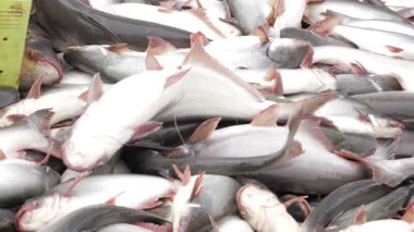 Organic Fresh Seafood Pile - Wholesale Sustainable Fish Market