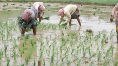 Genuine Farming - Enthusiastic Workers Cultivating the Earth