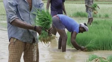 Vibrant Harvest - A Journey Into Indian Farming