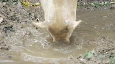 Drenched in the Wild - A Journey into the Pig's Watery Habit