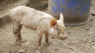 Intimate Encounter with a Dirty Pig - A Close-Up Look at the Animal's Life