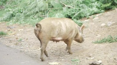 Striped Pig Wandering in the Wild