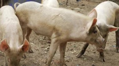 Flocking to the Porcine Paradise - A Visual Journey into the Piggy Pen