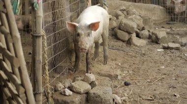 Curiously Captivating - A Journey into the Pig's World