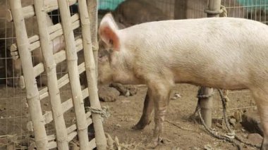 Contemplative Swine in a Quaint Enclosure - A serene moment in a rustic setting