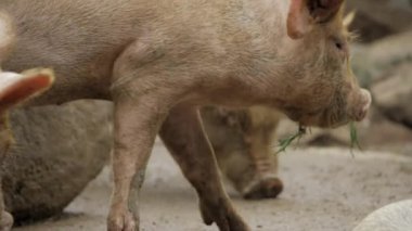 Dedicated Porker - The Pig's Unyielding Quest for Fresh Greens