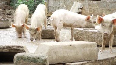 Dutiful Swine - A Unique Glimpse into Piggy Prowls