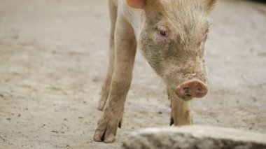 Fascinatingly Filthy - The Life of a Pig in the Wild