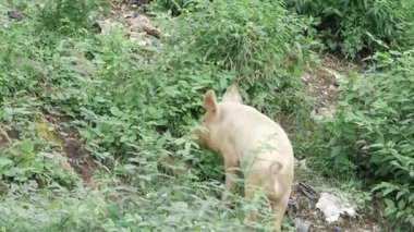 Scavenging in the Wild - A Pig's Perspective