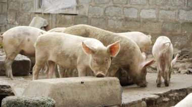 Curious Pigs Strolling - A Moment in the Farmyard