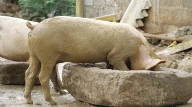 Curious Pig Exploring Watery Den
