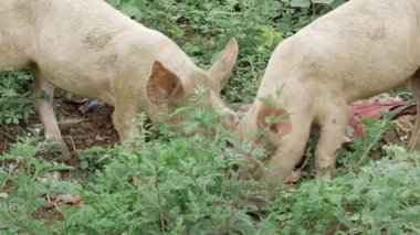 Eclectic Porky Pleasure - A Close-Up Look at the Pig's Playful Graze