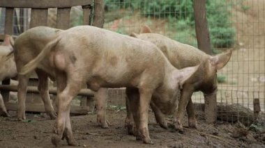 Enchanted Pork - A Journey Through the Mystical World of Swine