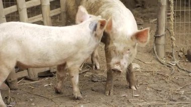 Dusty Farmyard - A Moment with the Pigs