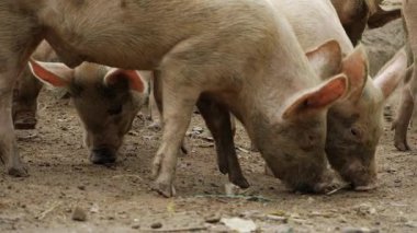 Serene Scenes of Swine - A Unique Look at Pig Life