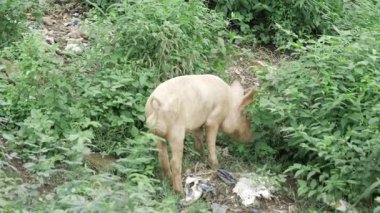 Diligent Pig in Wild Exploration