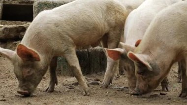 Pigs on the Move - A Journey Through the Wild