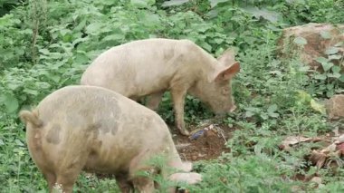 Curious Pigs in the Wild - A Sight to Savor