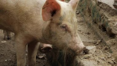 Curious Porker Sniffing - An Inquisitive Moment