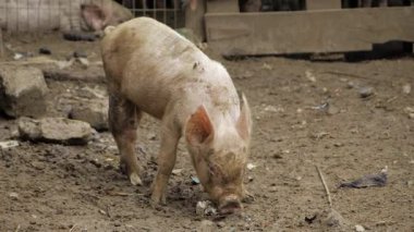 Dusty Pig Digging for Debris