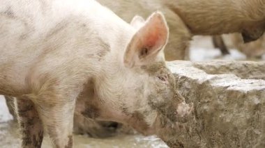 Eating with Enthusiasm - A Close Look at a Pig's Snout
