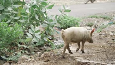 Determined Pig - A Journey Through the Wild