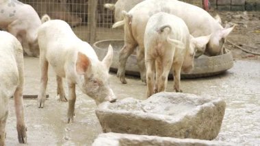 Charming Swine - A Delightful Peek into Pig Paradise