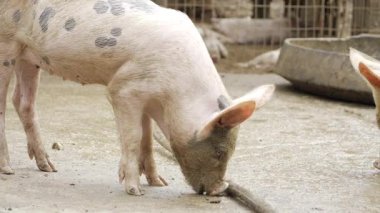 Inquisitive Pig Walking with Keen Awareness