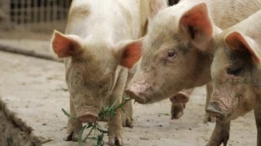 Porky's Delight - Captivating Images of Cute Pigs