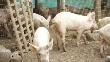 Contemplative Swine - A Glimpse into the Enigmatic World of Pigs