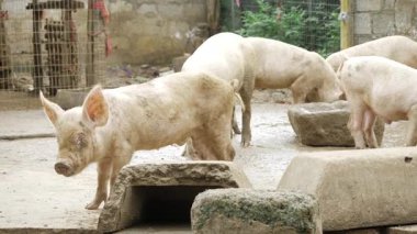 Captivating Porkers - A Glimpse into the Enchanted World of Swine