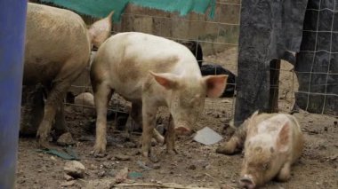 Piggy Prowling - A Journey into the Wild Flock