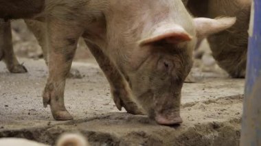 Inquisitive Pig Sniffing the Ground