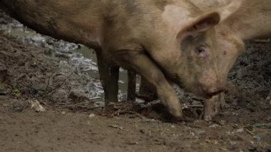 Intimate Encounter of Two Pigs in the Wild