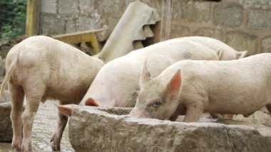 Indian Pigs - Dirty and Resilient