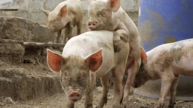 Raw Pork Intimacy - A Close Look at Pig Social Bonding