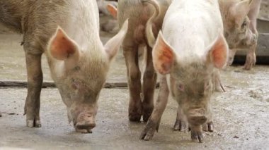 Piggy Pud - A Slippery Splash of Swine Serenity