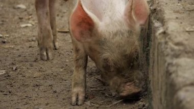 An Unforgettable Close-up of a Pig's Life - Exploring Its World