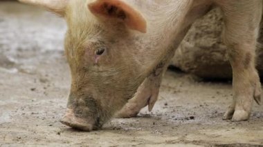 Pig's Search for Food - A Moment in the Wild