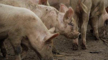 In the Wild - A Moment of Intimacy Between Two Pigs