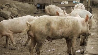 Unexpected Discovery - A Moment of Curiosity at the Edge of the World