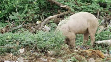 In Search of Food - A Curious Pig Explores the Wild