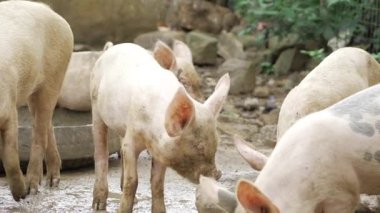 Piggy Play - Two Pigs Nuzzle Nose in Natural Habitat