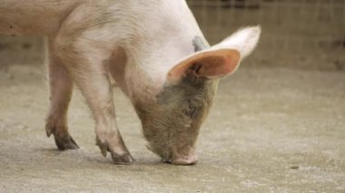 Intriguing Insight into the Lowly Pig's Life - A Comprehensive Guide to All Things Swine