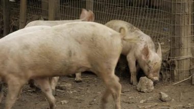 Dirty Pigs in a Pen - A Close-up Look at Farm Livestock