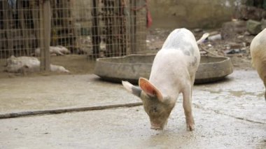 Discover the World's Favorite Culinary Icon - The All-Pure Pig