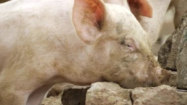 Pig in the Wild - A Close-up Look at a Pig's Life